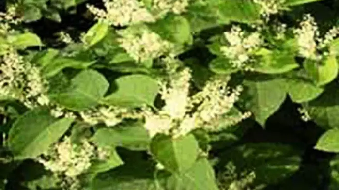 Invasive knotweed to be buried underground in sealed tomb Image