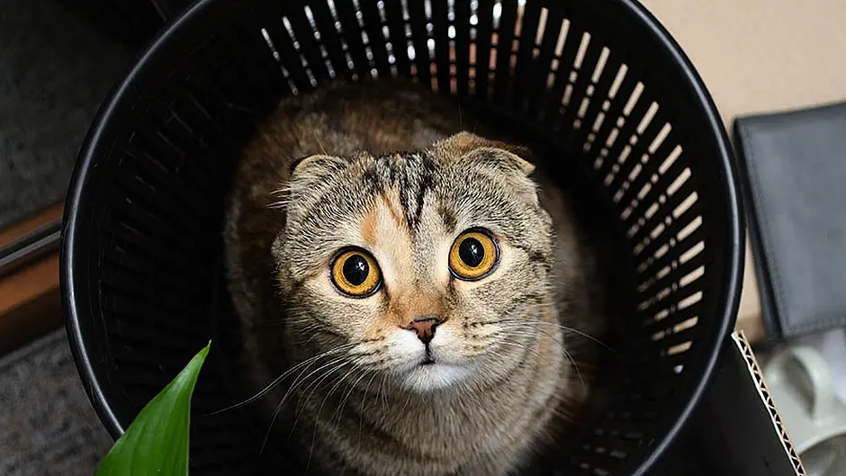 ‘Animal lover' dumped kittens in city's charity bin Image
