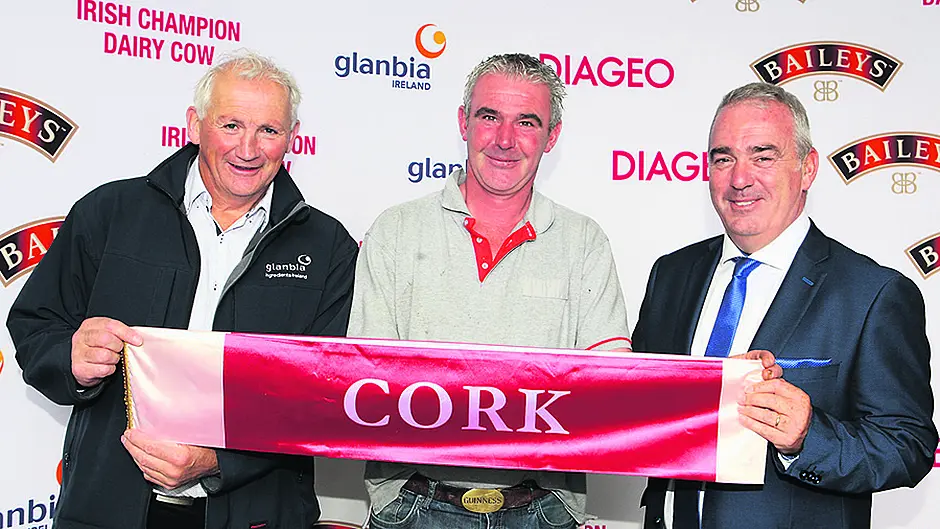 Countdown on for Champion Cow Image