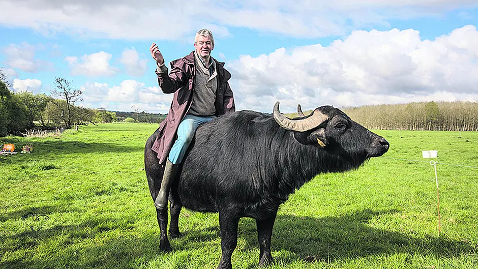 Macroom buffalo cheese milks success at UK's ‘foodie Oscars' Image