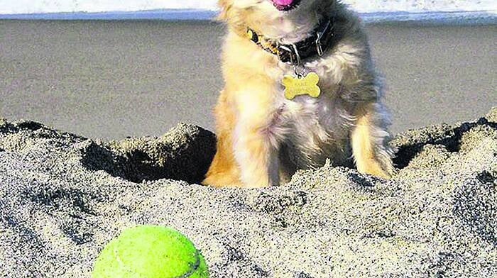 Annual fundraising dog walk on beach Image