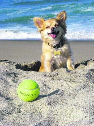 Annual fundraising dog walk on beach Image