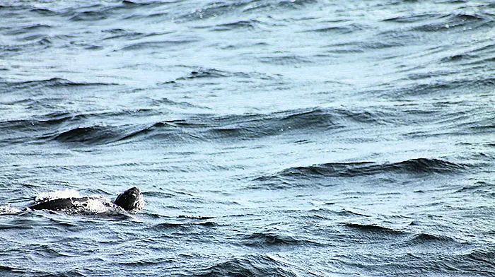 Rare Caribbean turtle spotted off Courtmacsherry coast Image