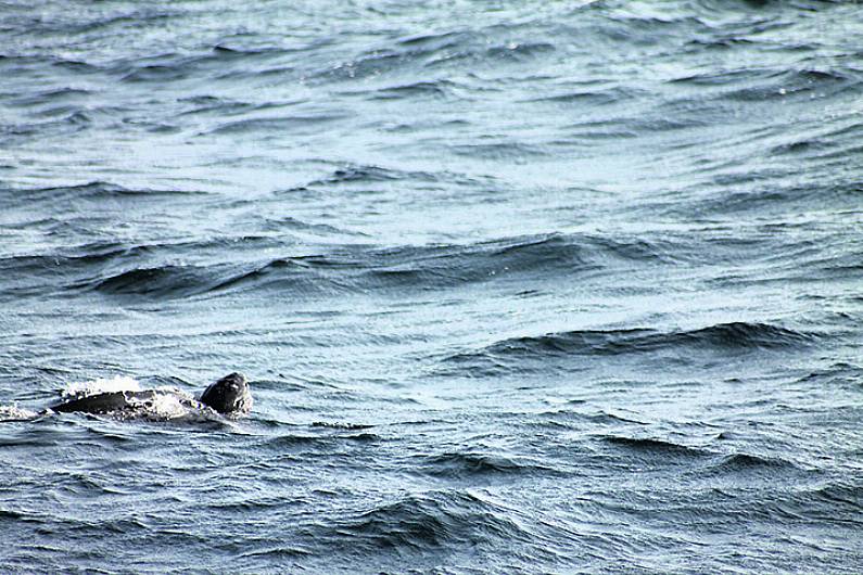 Rare Caribbean turtle spotted off Courtmacsherry coast Image