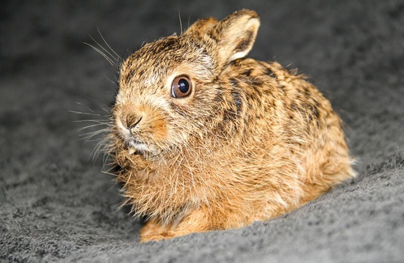 Group says 26 hares taken off Whiddy for coursing Image