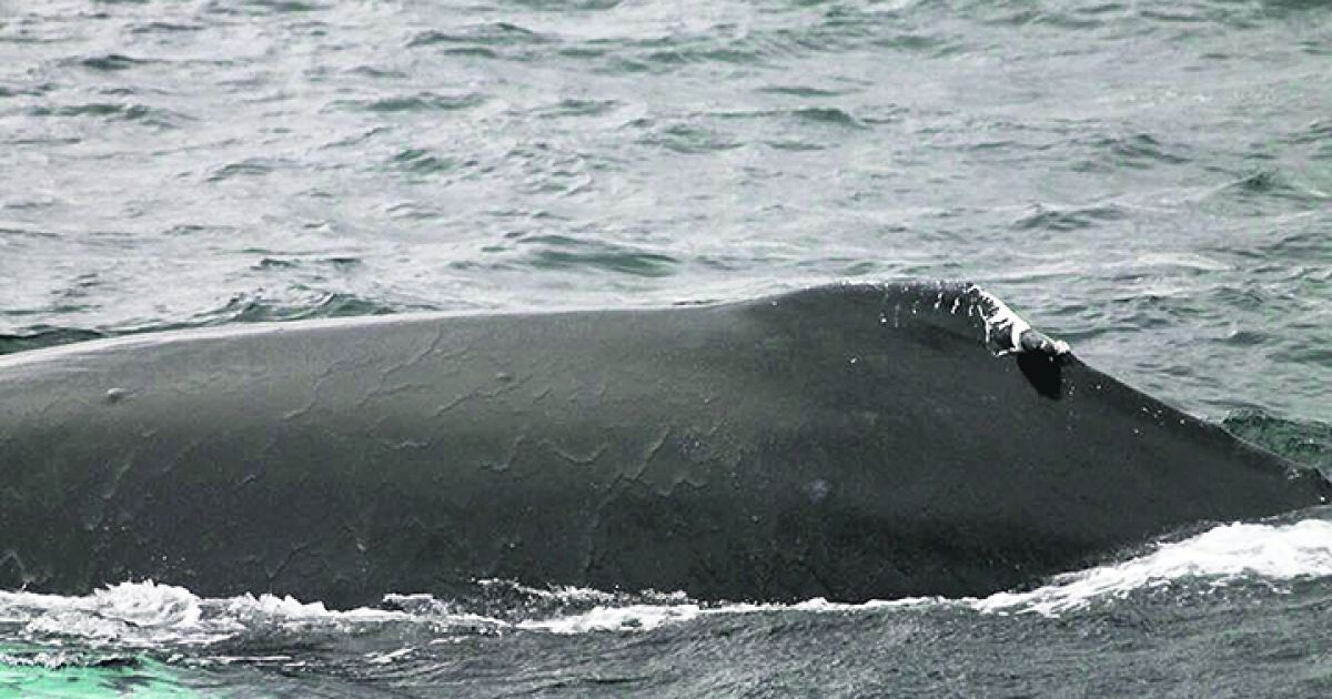 Whale ‘Boomerang' is back in Courtmacsherry's waters | Southern Star