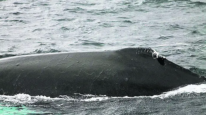 Whale ‘Boomerang' is back in Courtmacsherry's waters Image