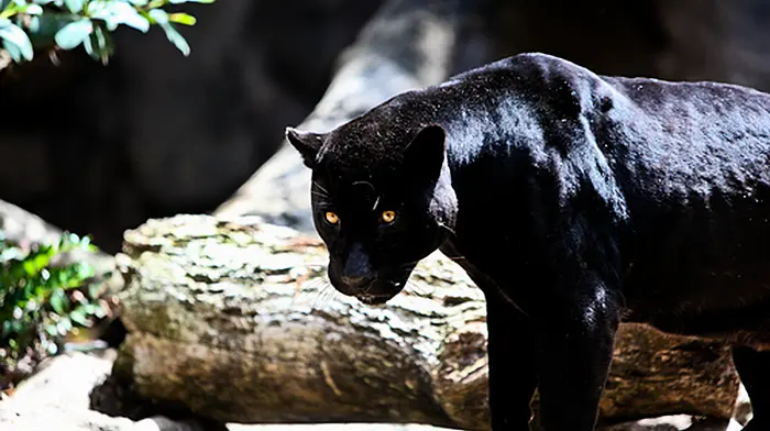 Search for puma in Cork continues Image