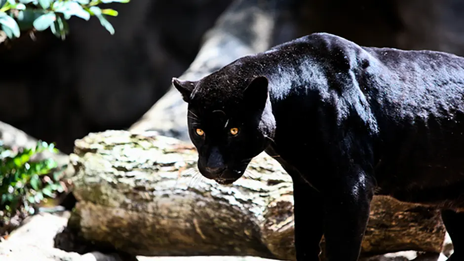 Search for puma in Cork continues Image