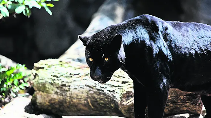 If you go down to Crosser today, you might just meet our elusive puma Image