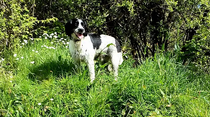 Charlie is found safe and well – 12km away, 12 days later! Image