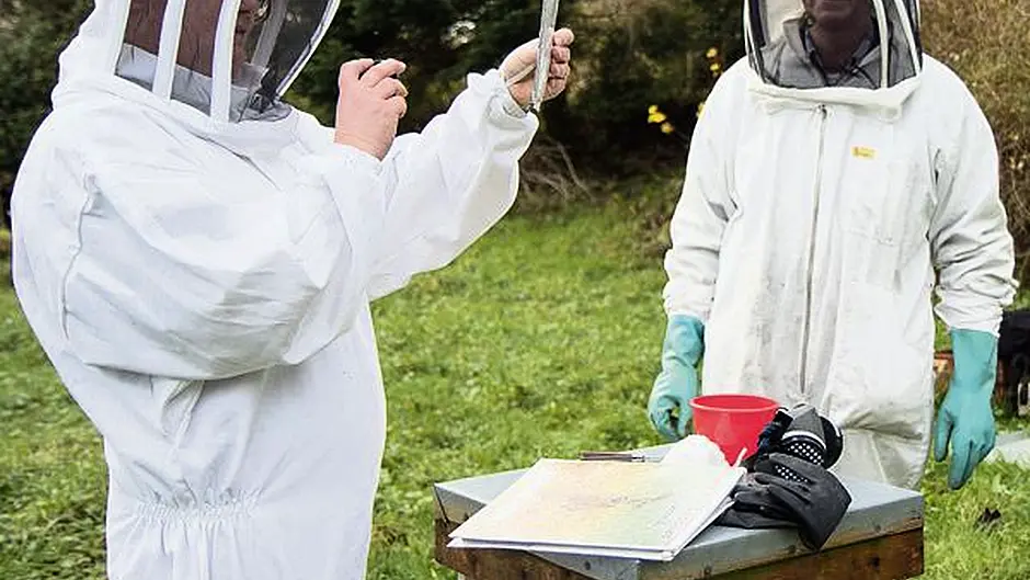 Busy bees in Beara want to support the nation's beekeepers Image