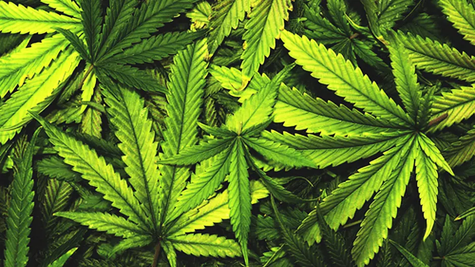 Man in custody after €250,000 worth of cannabis seized in Ballymakeera Image