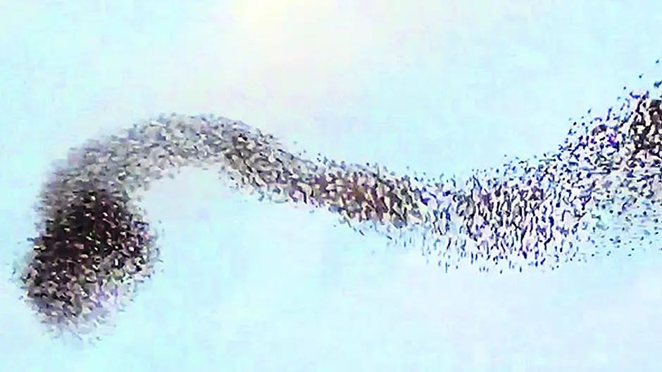 WATCH: Timoleague starling video goes viral Image