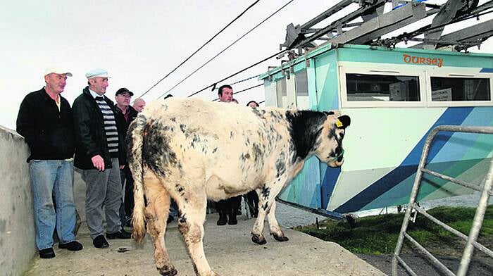 Farmers' difficulties accessing  calving cows on Dursey Island Image