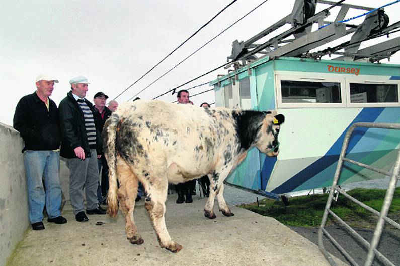 Farmers' difficulties accessing  calving cows on Dursey Island Image