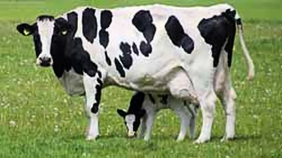 Safe working  with livestock campaign Image