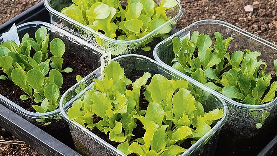 Sow tomatoes and peppers now Image