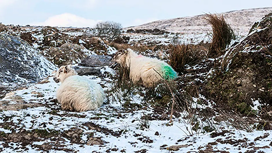 Minister must rethink Fodder Support Scheme says Bandon deputy Image