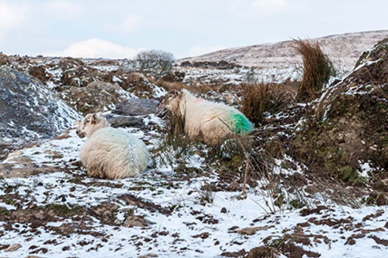 Minister must rethink Fodder Support Scheme says Bandon deputy Image