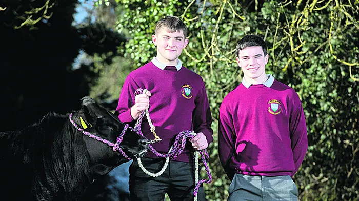 Cow about that! Image
