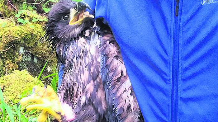 Eagle eyes will spot white-tailed ‘Seamus' in the wild Image