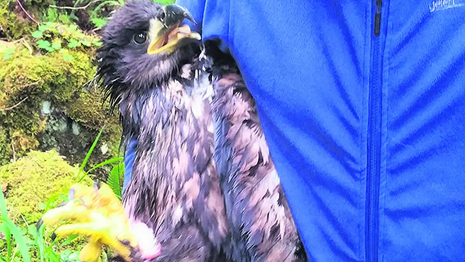 Eagle eyes will spot white-tailed ‘Seamus' in the wild Image
