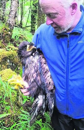 Eagle eyes will spot white-tailed ‘Seamus' in the wild Image