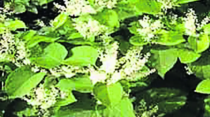 Councillors tying themselves in knots over invasive Knotweed Image