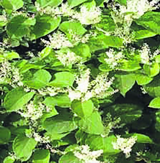 Councillors tying themselves in knots over invasive Knotweed Image