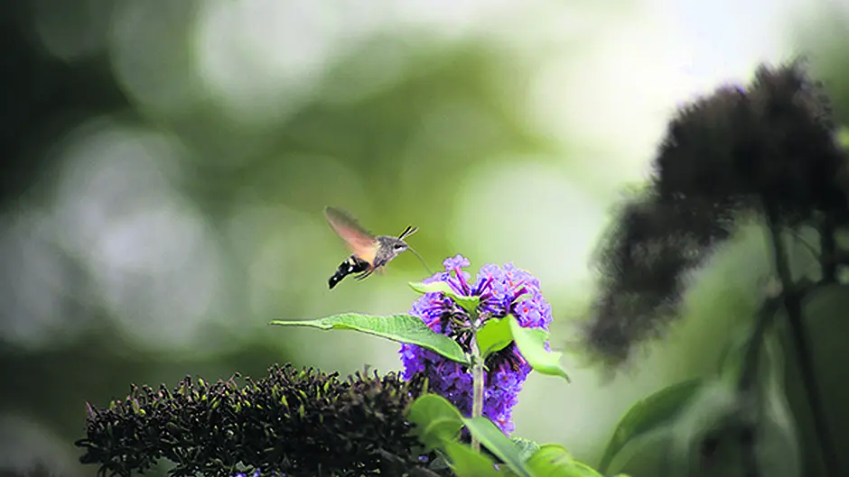 Dunmanway man's sighting of very rare moth Image