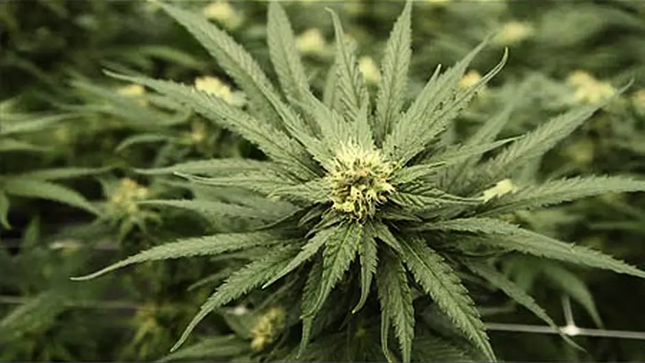 BREAKING: Two arrests after grow houses discovered in Bandon area Image