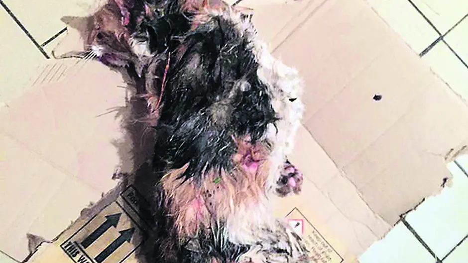 Family's pet is mauled to death by hounds Image