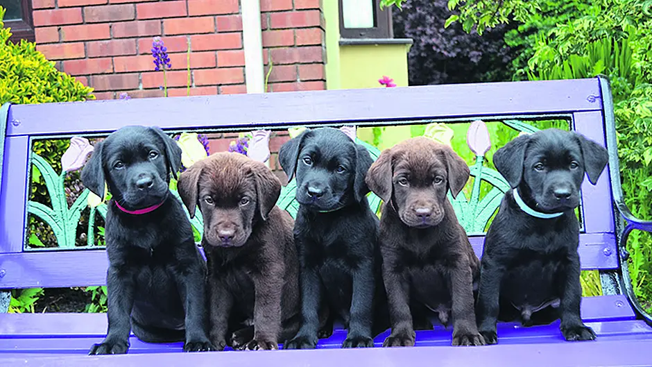 Temporary Clonakilty homes needed for assistance dogs Image