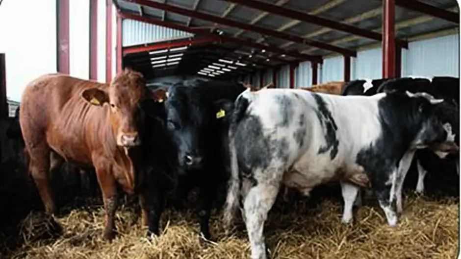 Meetings  to further Beef Plan initiative Image
