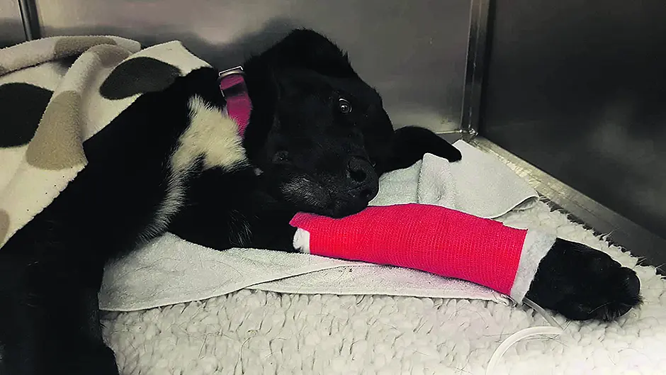 Dog left to die after DIY castration Image