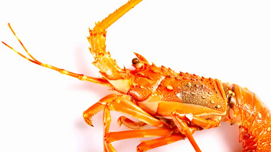 Fisherman was found with illegally caught lobsters Image