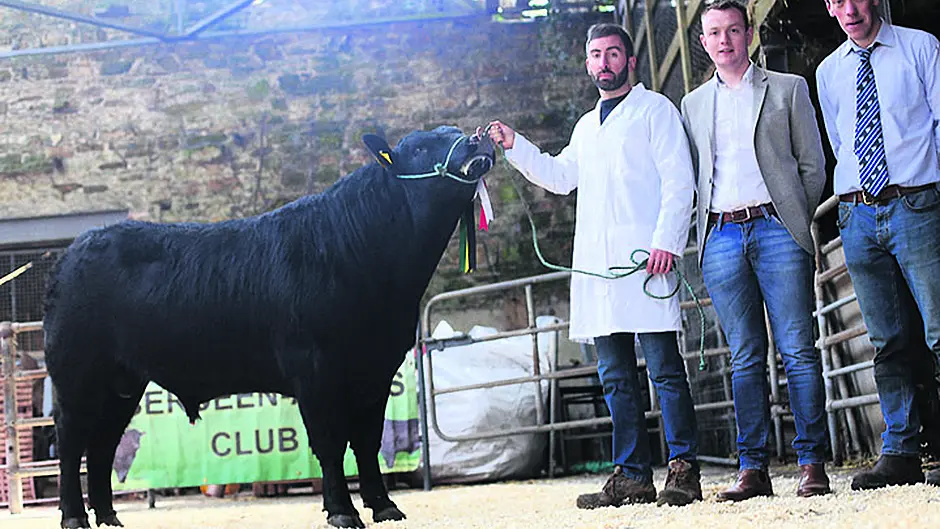 Top price of €3,260 paid for an Aberdeen-Angus bull in Bandon Image