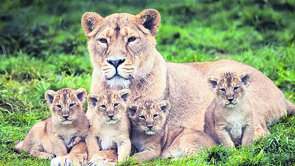 Help name Fota's new cubs Image
