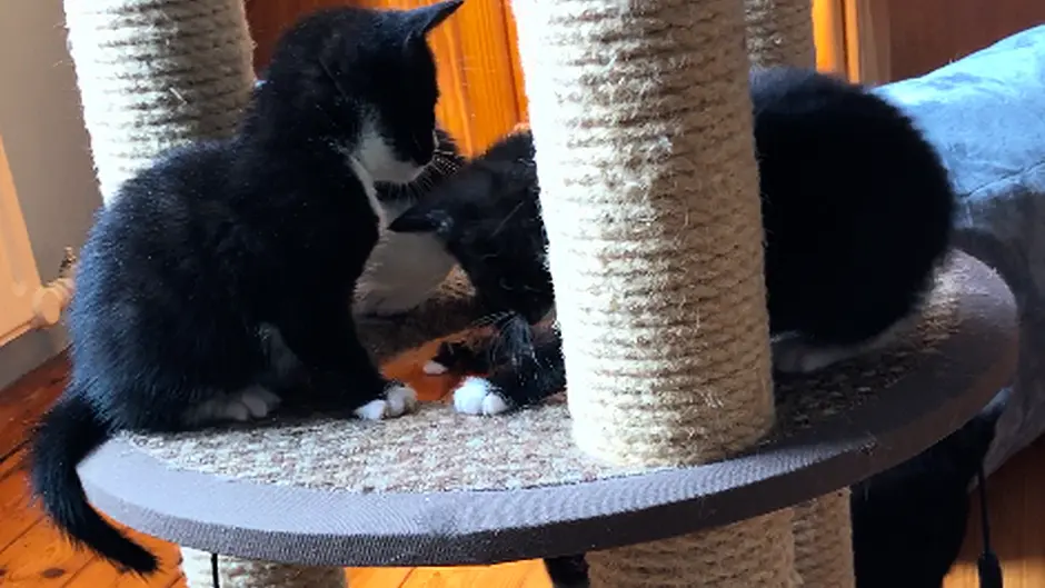Video: Rescued kittens need a new home Image