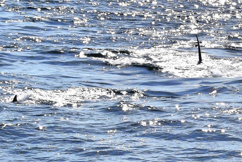 Killer whale was attacking dolphins off Clonakilty Bay Image