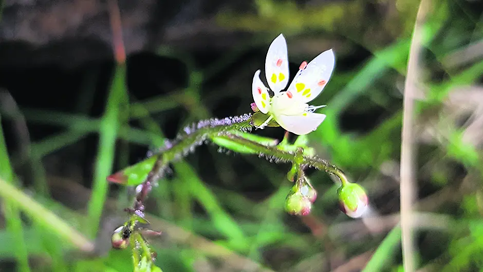 Rare plant is found on Hungry Hill Image