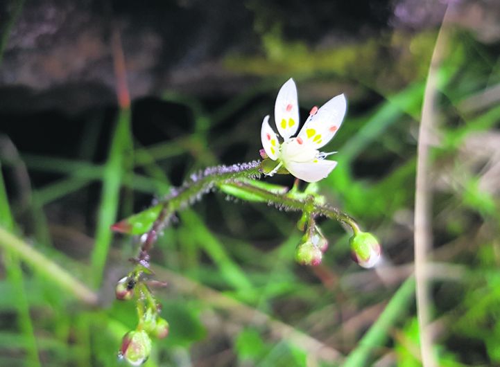 Rare plant is found on Hungry Hill Image