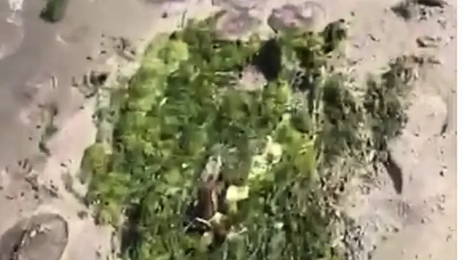 WATCH: Thousands of jellyfish washed up on Inchydoney beach at the weekend Image