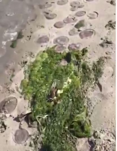 WATCH: Thousands of jellyfish washed up on Inchydoney beach at the weekend Image