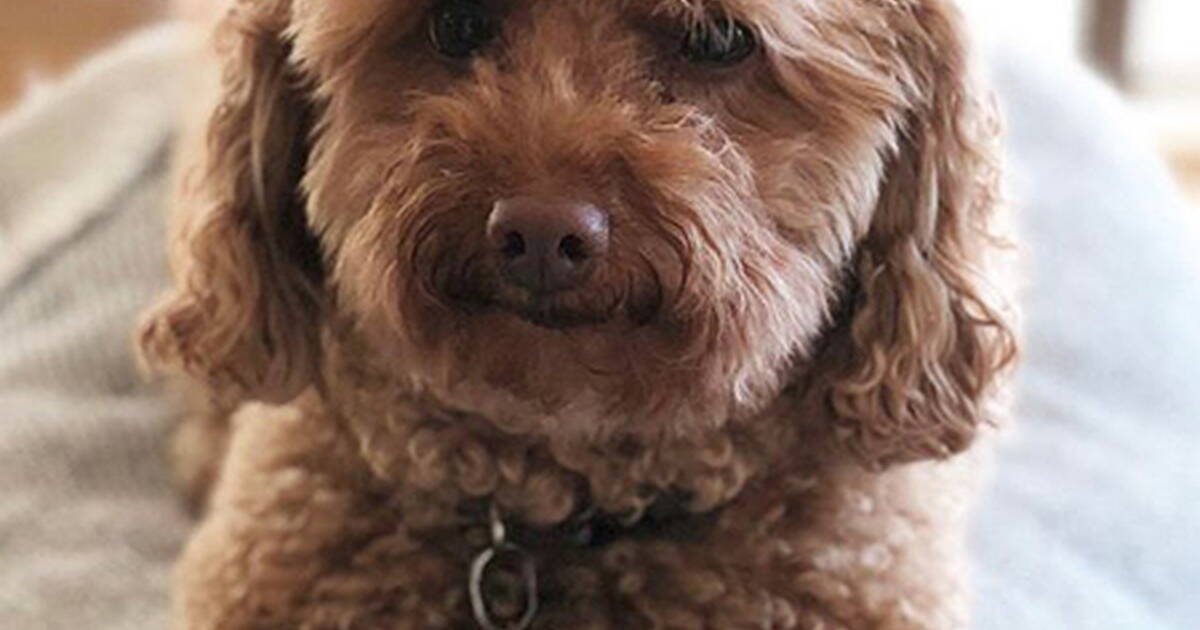 Family devastated as two pet dogs die in Clonakilty house fire ...