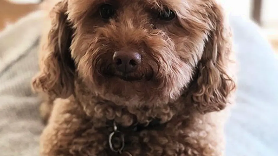 Family devastated as two pet dogs die in Clonakilty house fire Image