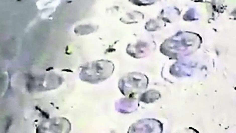 Storm Miguel brings jellyfish north Image