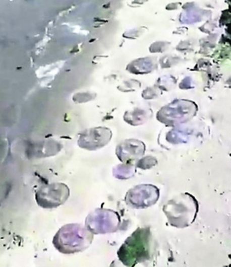 Storm Miguel brings jellyfish north Image