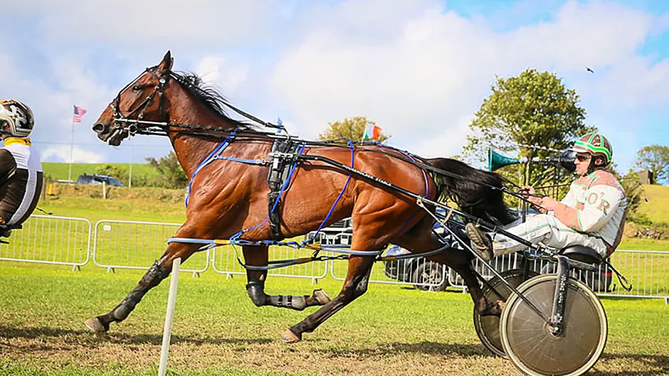 O'Reilly guides Rhyds Panache to glory in Red John Memorial Image